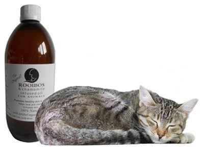 Rooibos Oil with Added Moringa - for itchy-skin for all pets