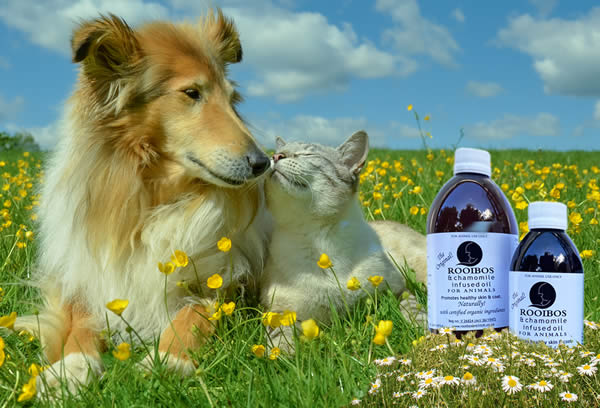 Rooibos oil for itchy pet skin
