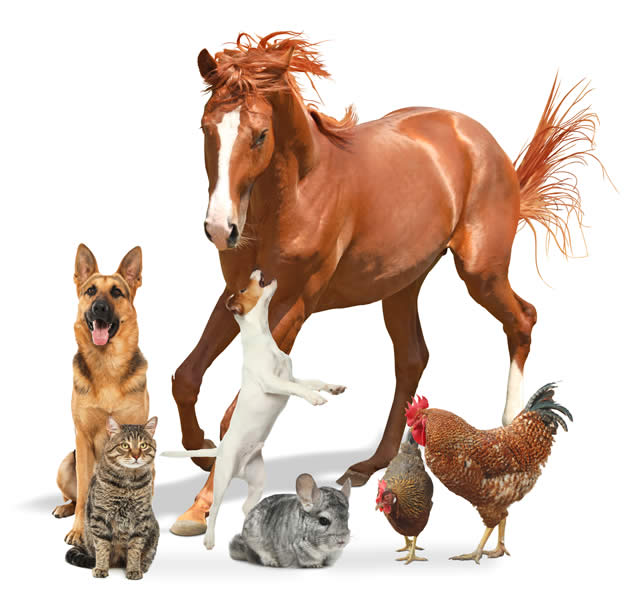 Products - Healthy Crunch - Rooibos Aromatics for Animals
